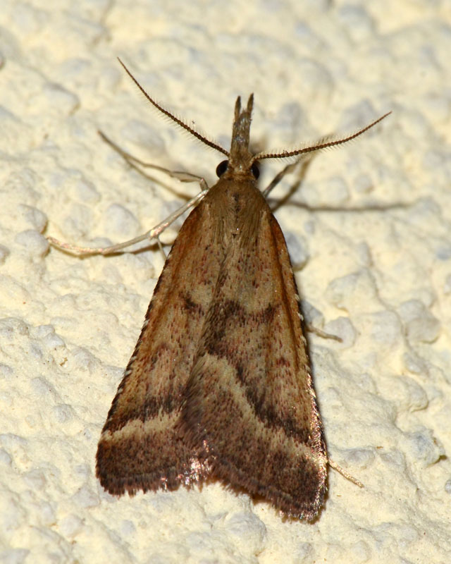 4 Pyralidae da confermare